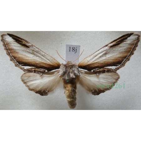Pheosia gnoma (Fabricius, 1776) Garbatka brzozówka Czech18j